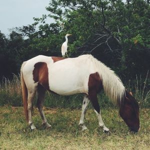 Meet your Posher, Ana